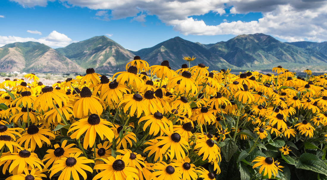 The Ultimate Guide to Perennial Plants: How to Choose, Plant, and Care for Them