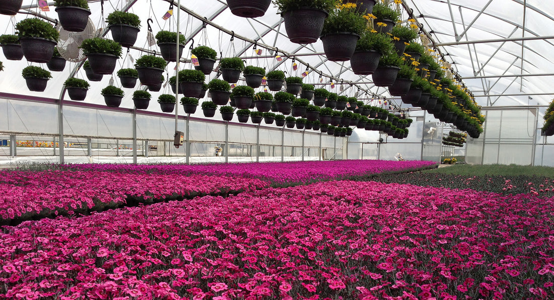 Annual Flowers 101: Everything You Need to Know to Create a Stunning Garden