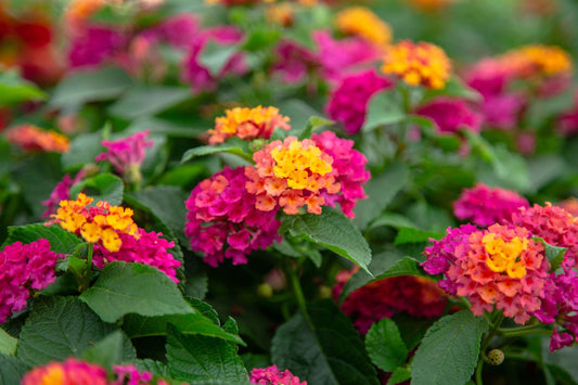 Lantana annual flower image