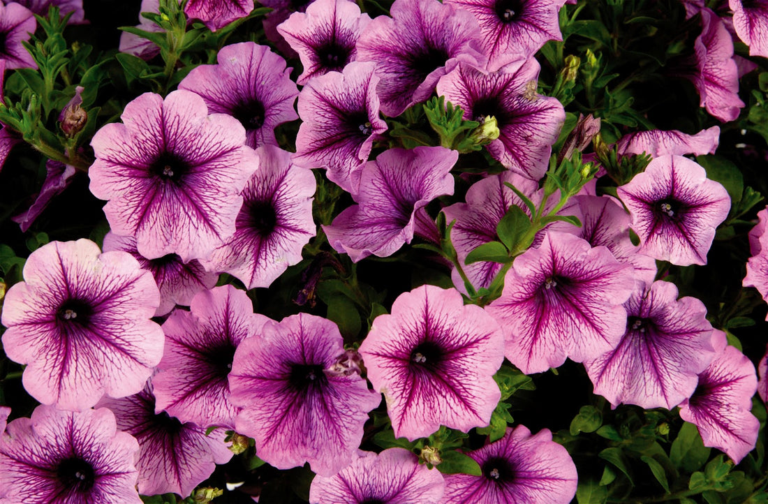 Petunia annual flowers