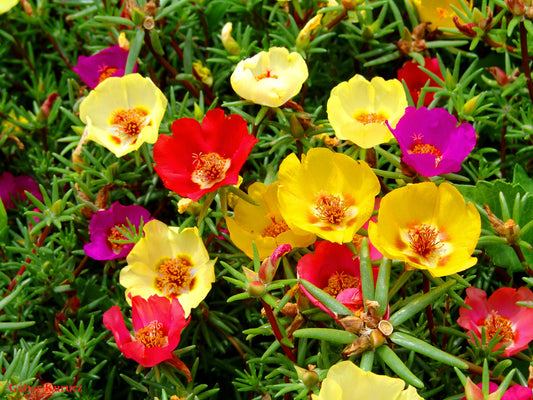 Caring for portulaca