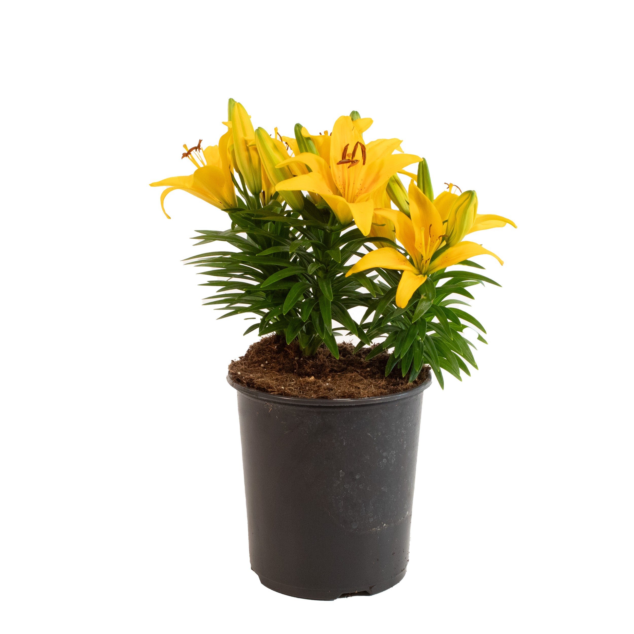 asiatic lily price Shop Perennial Asiatic Lily Online