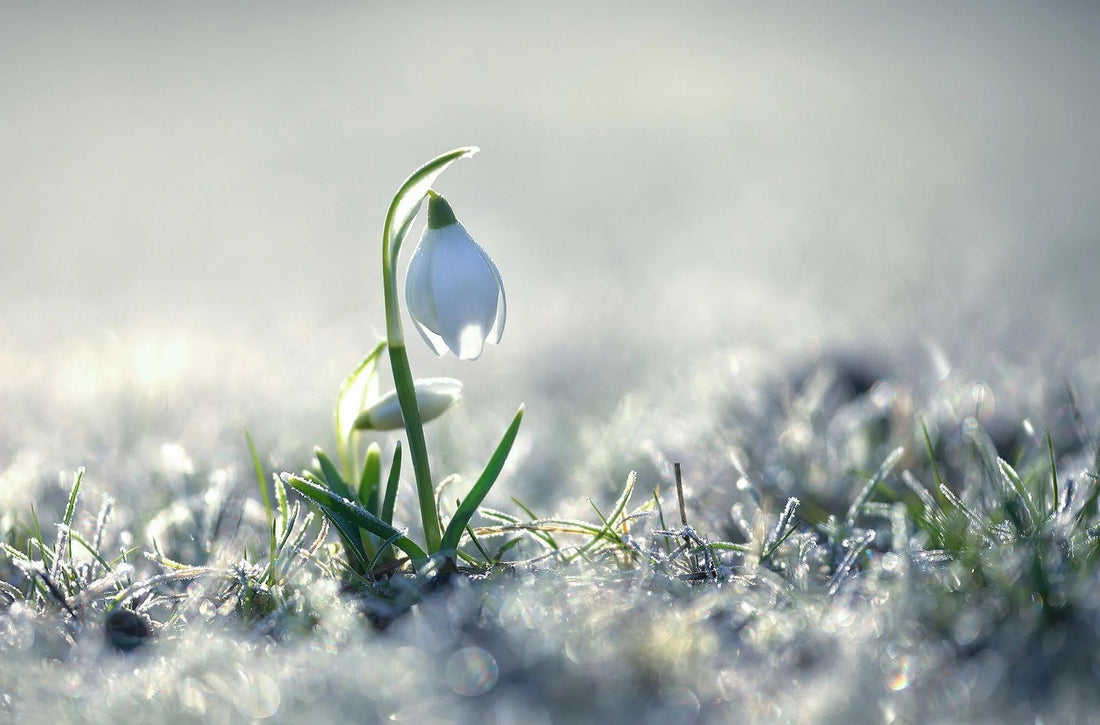 Cold Hardy Plant Overwintering the Snow