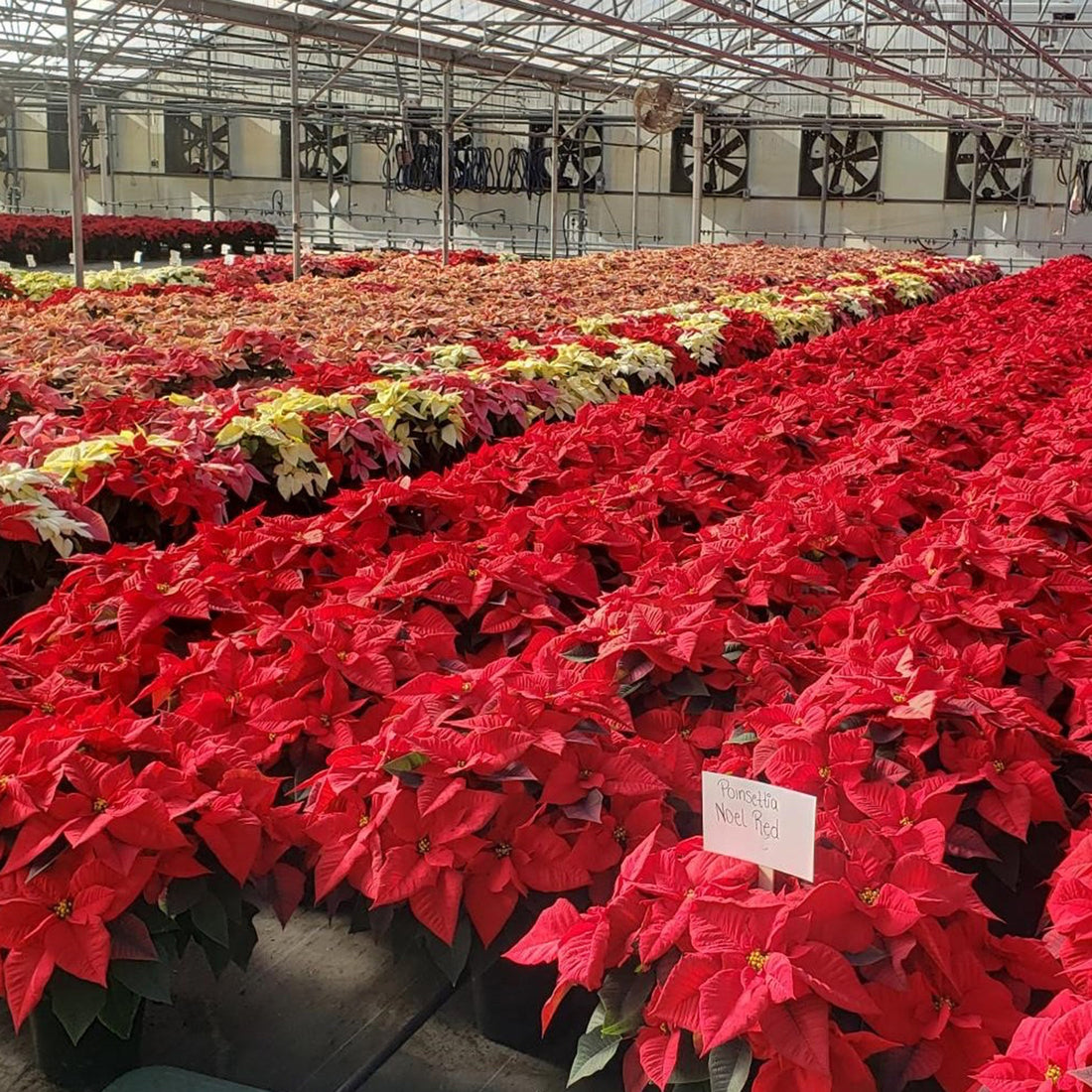 Poinsettia colors in a greenhouse nursery