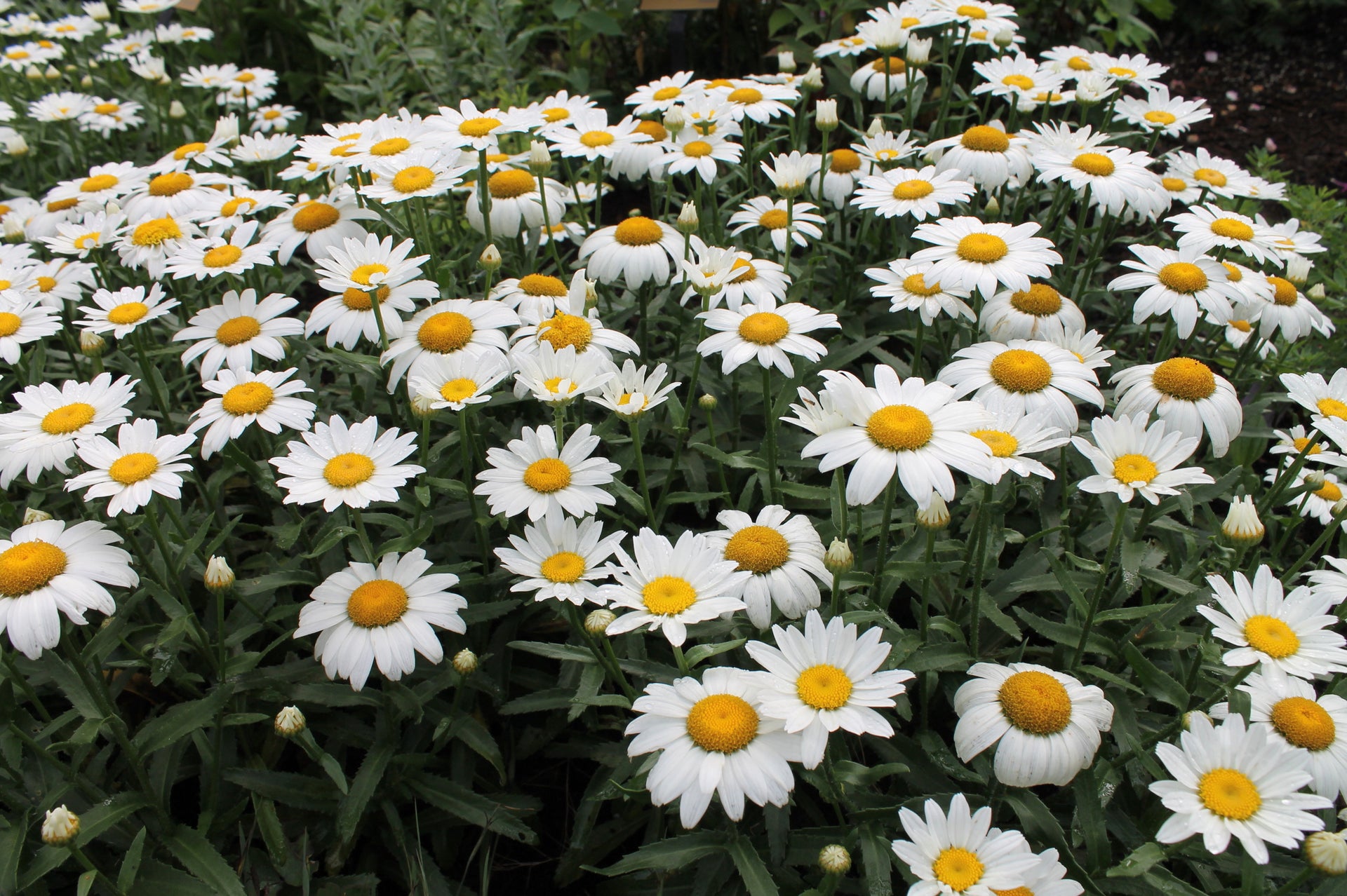 The Ultimate Care Guide: Shasta Daisy – Olson's Greenhouse
