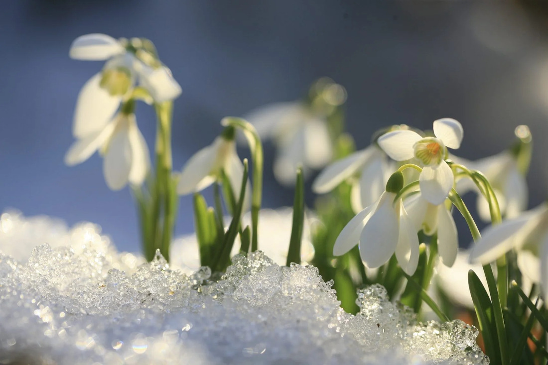 Thriving Through Winter | A Guide to Overwintering Your Beloved Plants