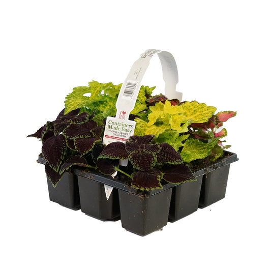 Main Street Coleus Combo Pack