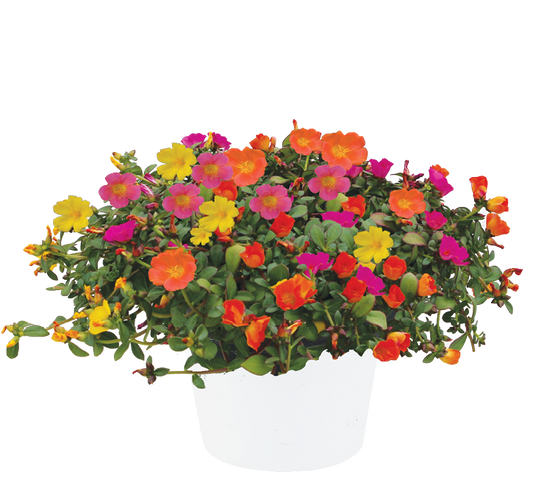 Portulaca Combo