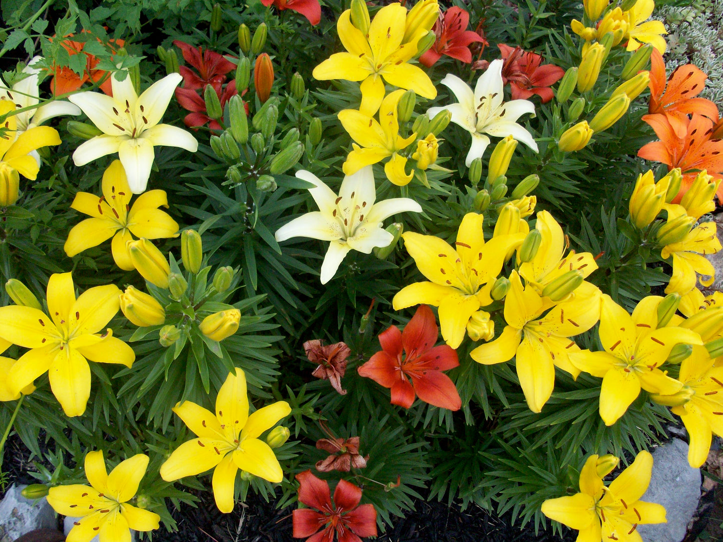 tiny bee asiatic lily Shop Perennial Asiatic Lily Online
