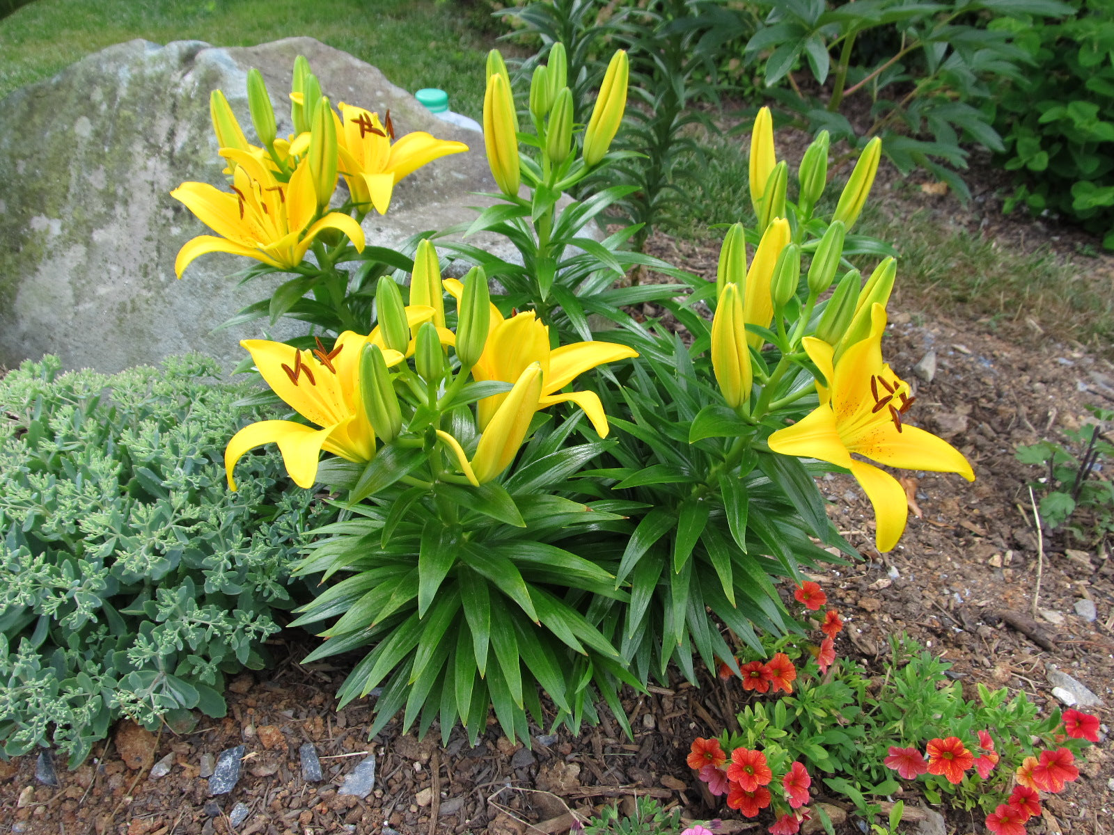 asiatic lily sun Shop Perennial Asiatic Lily Online
