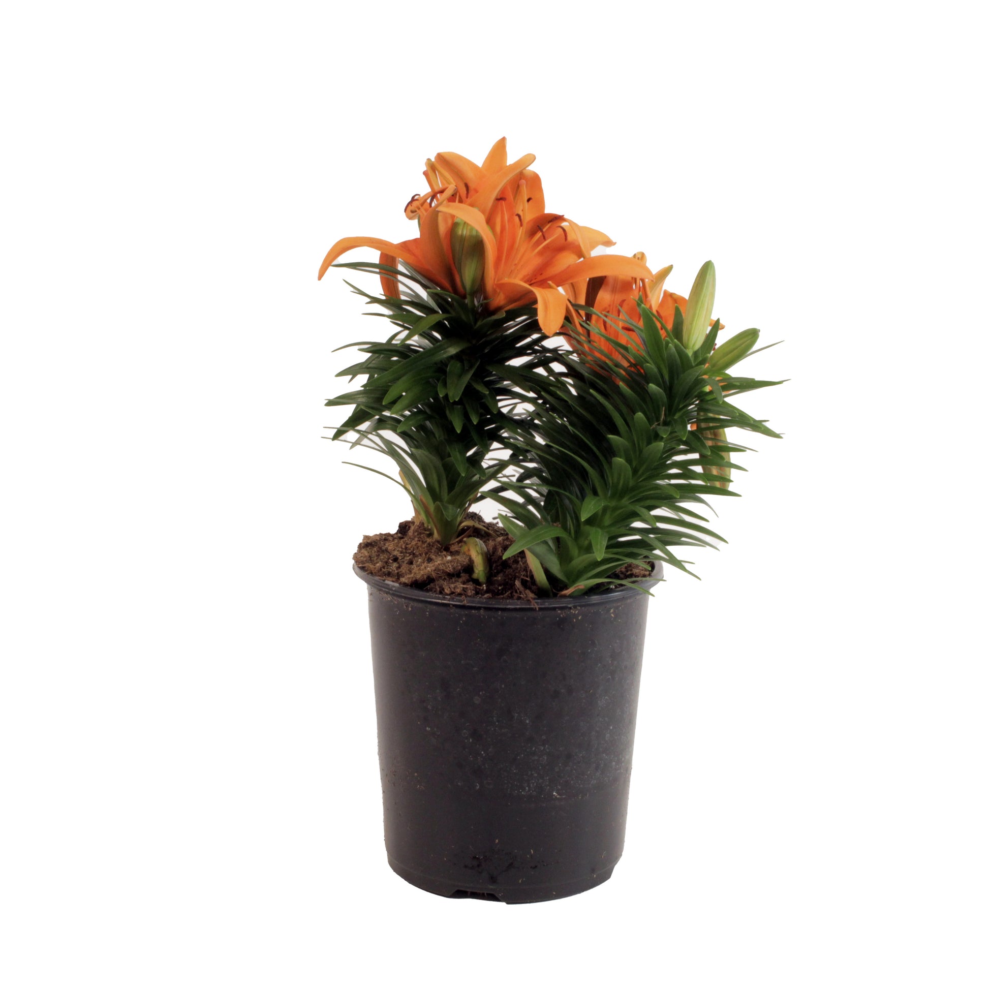 tiny skyline asiatic lily Shop Perennial Asiatic Lily Online