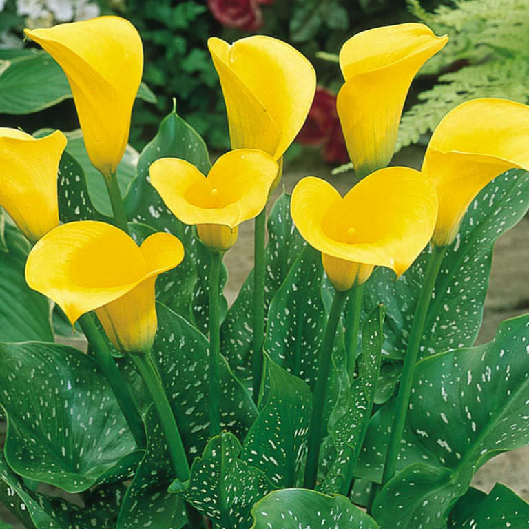 calla lily plant size Calla Lily – Olson's Greenhouse