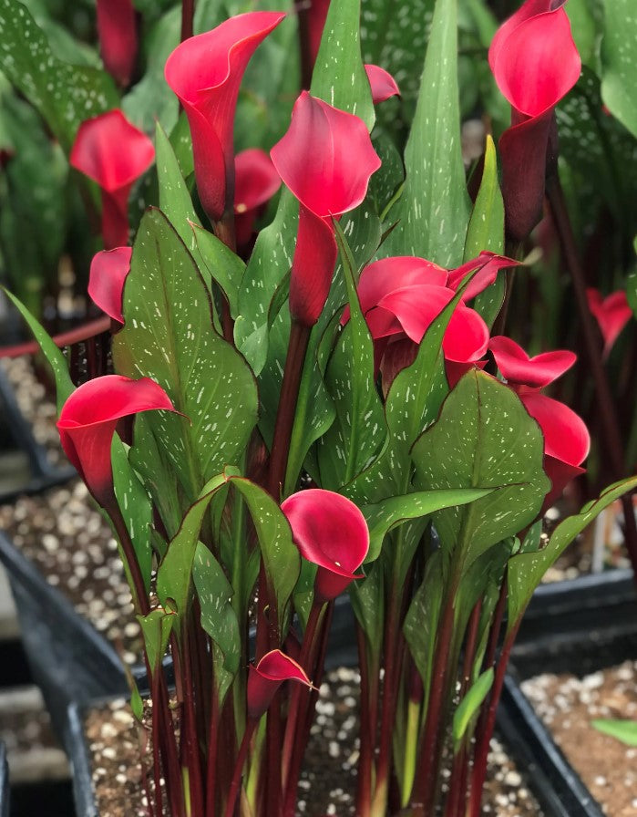 calla lily outdoor plant Calla Lily – Olson's Greenhouse