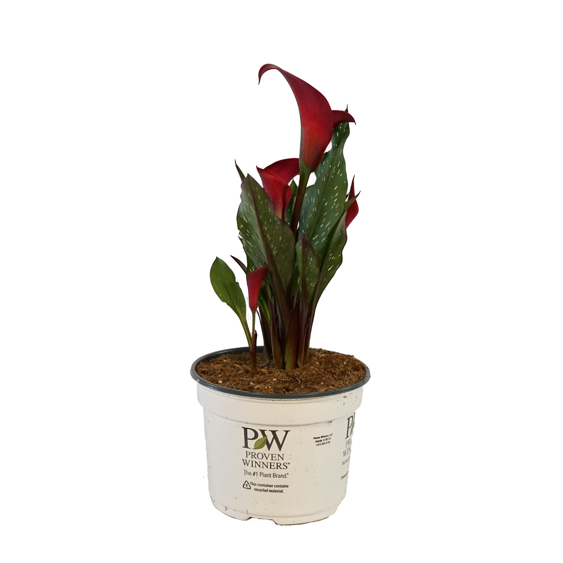 planting calla lilies in containers Calla Lily – Olson's Greenhouse