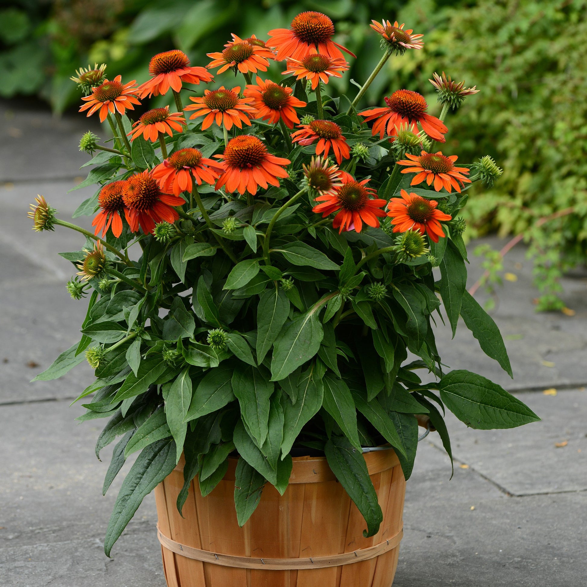 Orange Echinacea in a planter