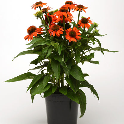 Orange Echinacea Coneflower bedding plant
