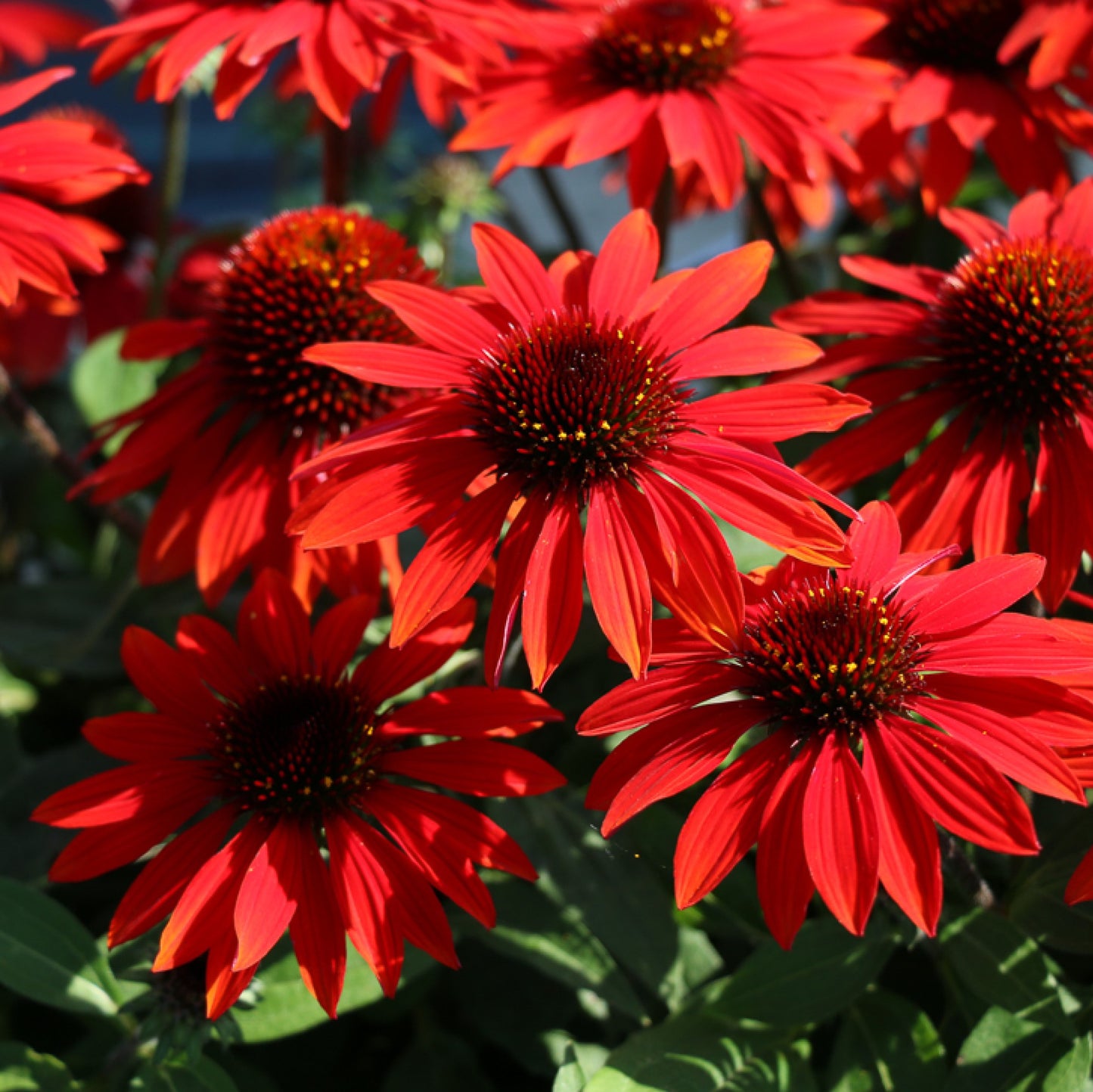Close up photo of red coneflower
