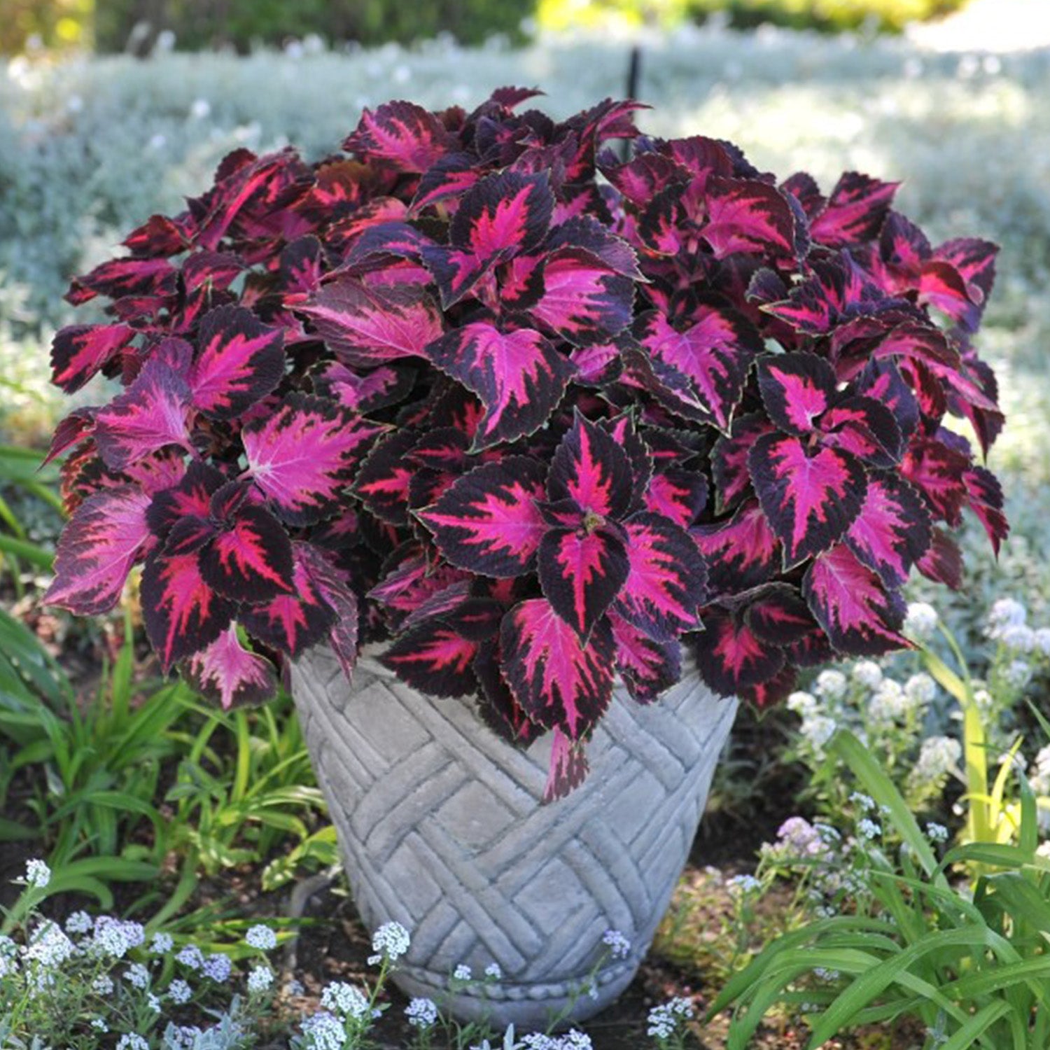 potted coleus plants Coleus Combo