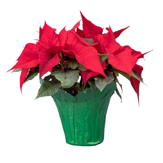 Poinsettia
