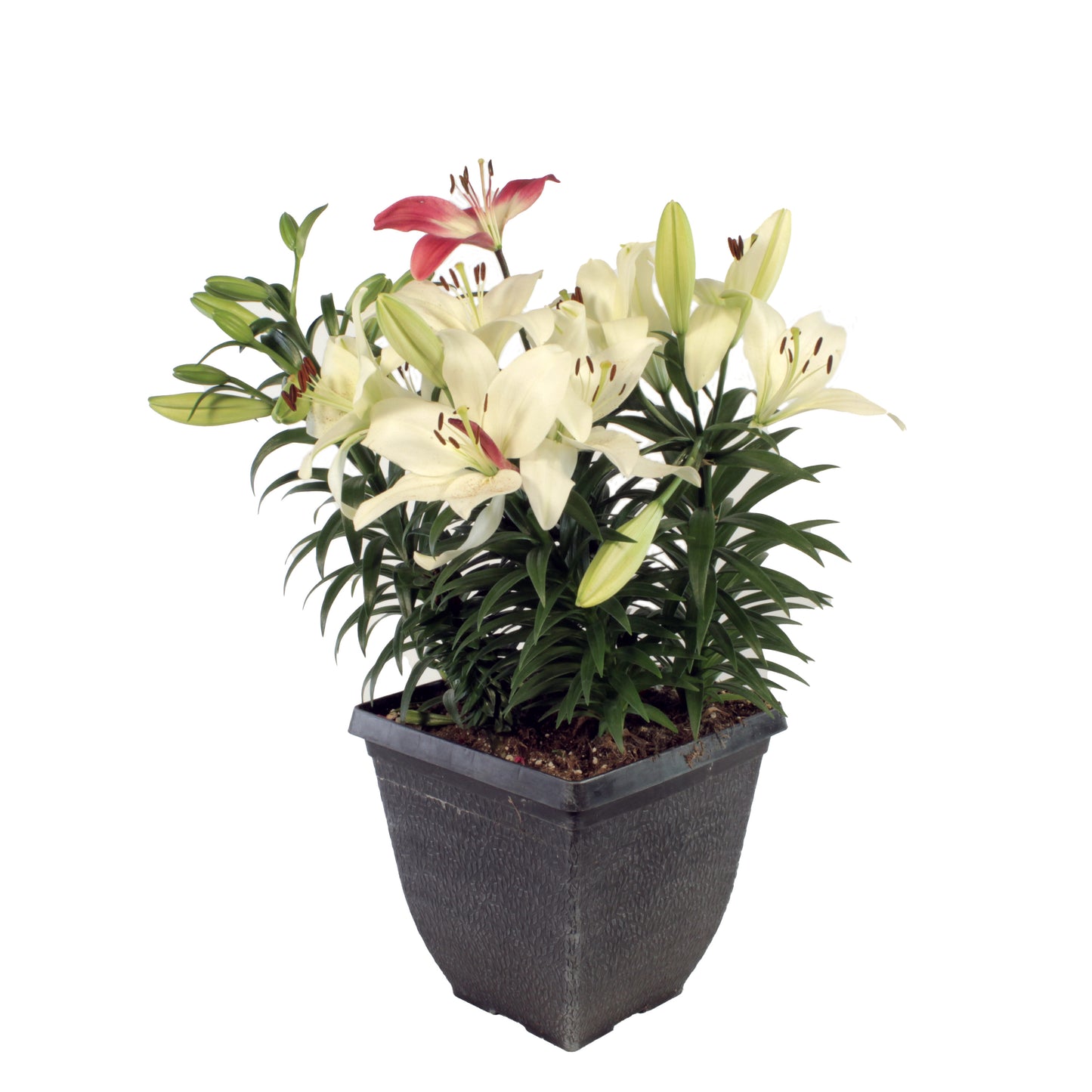 Lilium Asiatic Lily