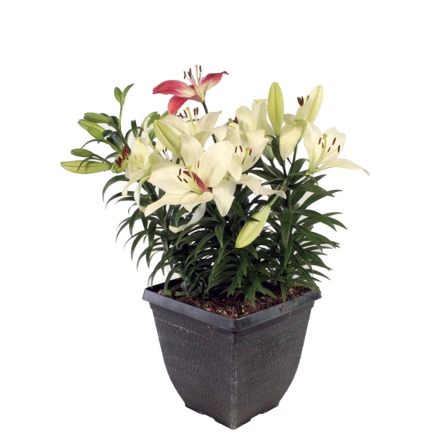potted asiatic lily Shop Perennial Asiatic Lily Online