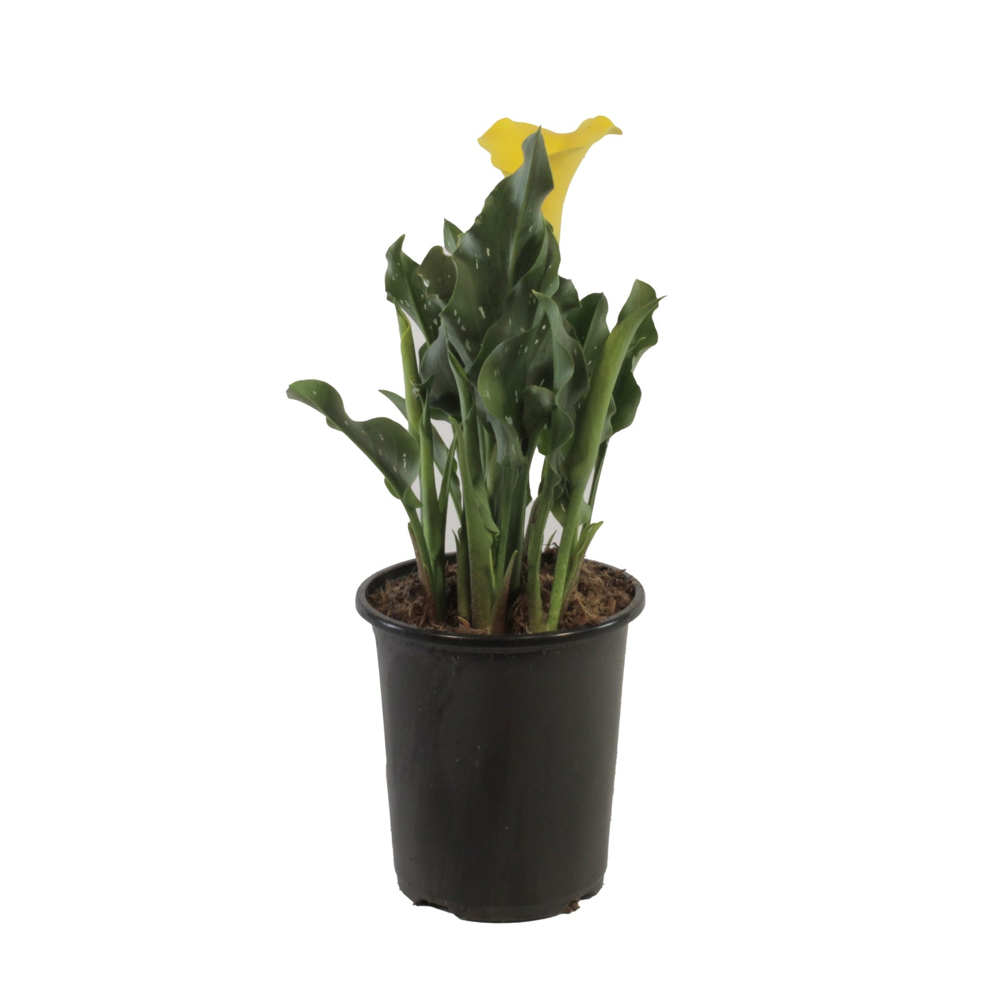 is calla lily indoor or outdoor plant Calla Lily – Olson's Greenhouse